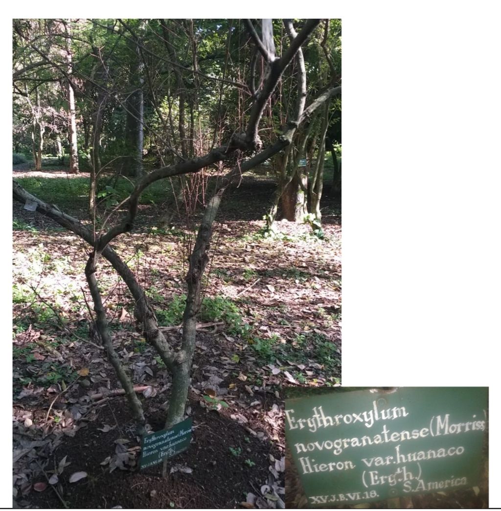 Koleksi tanaman <i>Erythroxylum novogranatense</i> di Kebun Raya Bogor. Tanaman ini berasal dari Hort d'Ela Congo Belge (Republik Demokratik Kongo, saat masa pendudukan Belgia) yang diterima pada 29 November 1927.