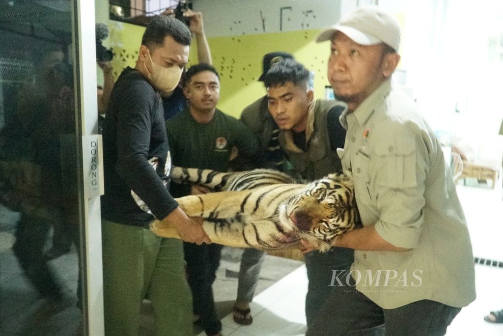 Harimau tersebut sebelumnya mati karena gagal pernapasan dan stres saat terperangkap jerat babi yang dipasang warga di perkebunan di Jorong V Tikalak, Nagari Tanjung Beringin, Kecamatan Lubuk Sikaping, Pasaman, Sumbar, Selasa siang. 