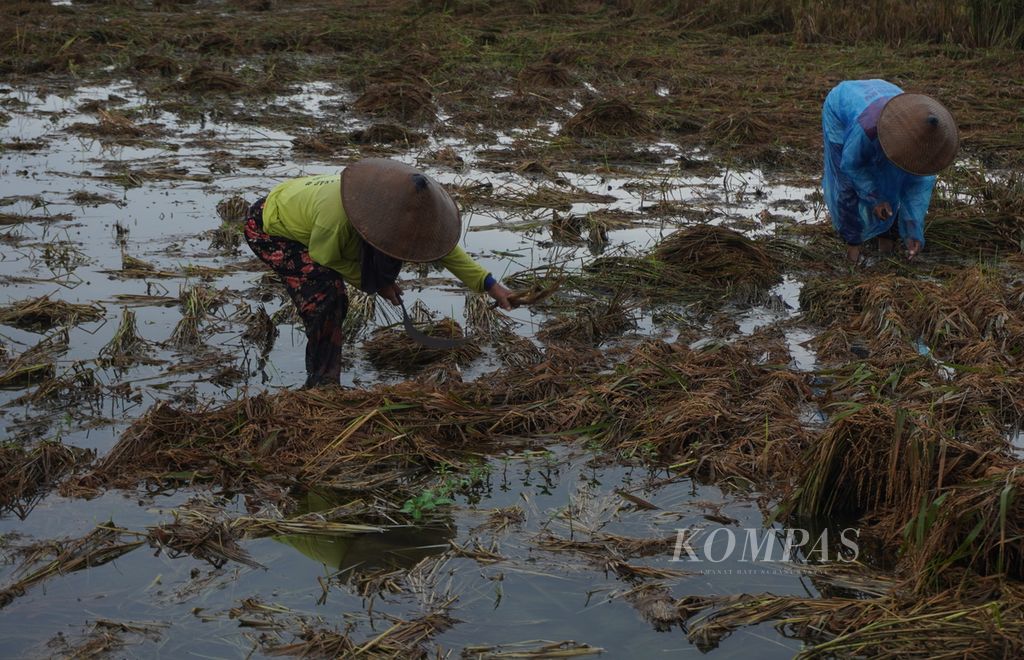 Petani memanen sebagian padinya yang telah membusuk karena terendam banjir di Desa Cangkring B, Kecamatan Karanganyar, Kabupaten Demak, Jawa Tengah, Sabtu (24/2/2024). 