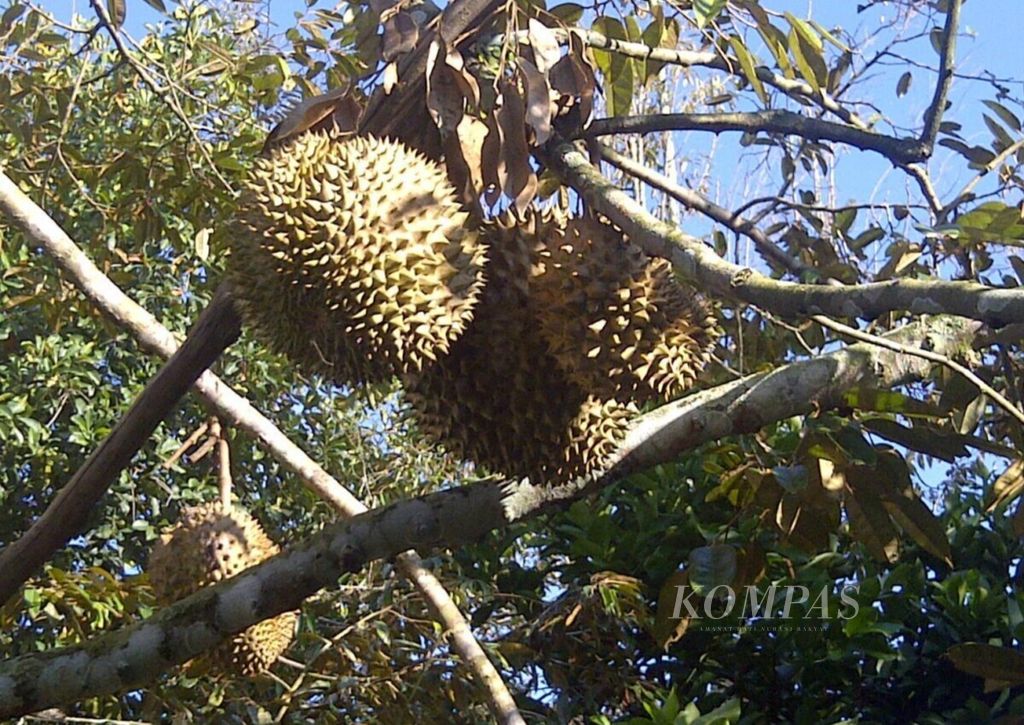 Salah satu pohon durian di kebun Chairul Riski, pegiat Komunitas Durian Unggul Riau, di Danau Bingkuang Kampar, Agustus 2019.