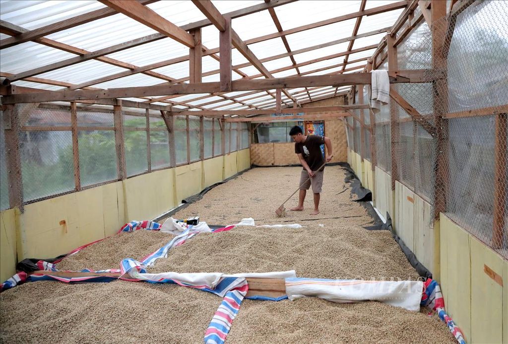  Ayub mengeringkan biji kopi di tempat pengeringan kopi milik keluarganya di Rantepao, Toraja Utara, Sulawesi Selatan, Kamis (18/7/2019). Dalam kondisi banyak sinar matahari, biji-biji kopi tersebut akan siap disangrai dalam tiga hari. Usaha kopi tersebut secara khusus menyediakan kopi toraja dari tiga desa di Toraja Utara, yaitu Desa Awan, Pulu-pulu, dan Sapan.