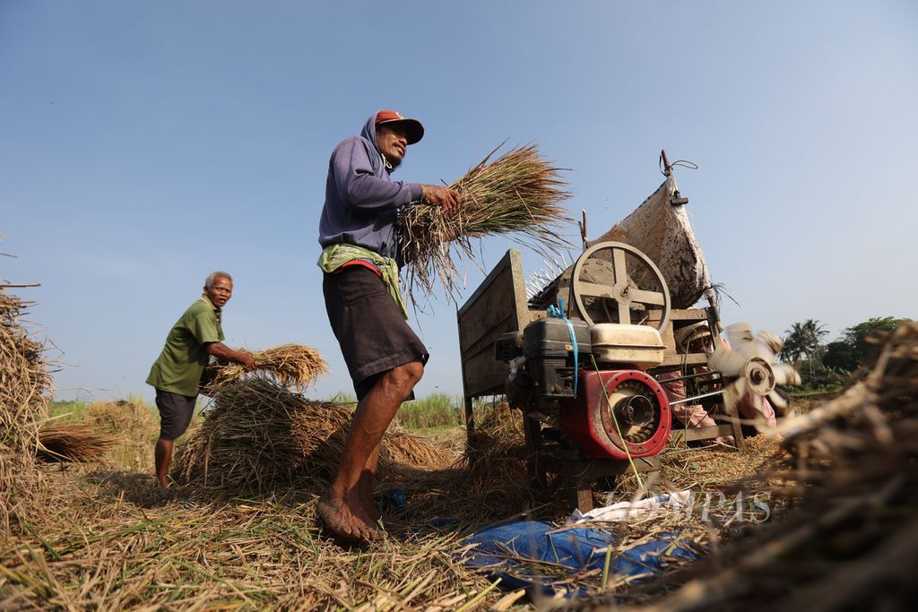 Pencari jerami membantu merontokkan gabah agar dapat memperoleh jerami untuk pakan ternak di Desa Bangunjiwo, Kasihan, Bantul, DI Yogyakarta, Rabu (24/8/2022). 
