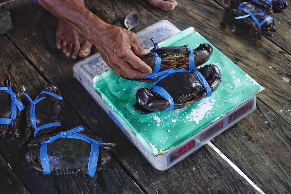 Saiful (52), seorang pengepul, sedang menimbang kepiting yang dijual nelayan kepadanya di Kelurahan Jenebora, Kecamatan Sepaku, Penajam Paser Utara, Kalimantan Timur, Minggu (6/3/2022).