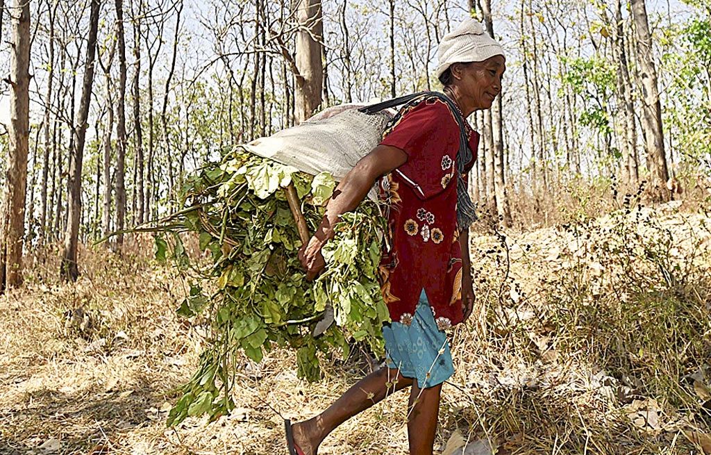 Sujiyem (51) melewati hutan jati yang meranggas di Kecamatan Saradan, Kabupaten Madiun, Jawa Timur, Jumat (1/9). Selain membuat hutan jati meranggas, kekeringan akibat kemarau  membuat Sujiyem harus menempuh jarak hingga 3 kilometer untuk mencari rumput dan dedaunan untuk pakan ternak.