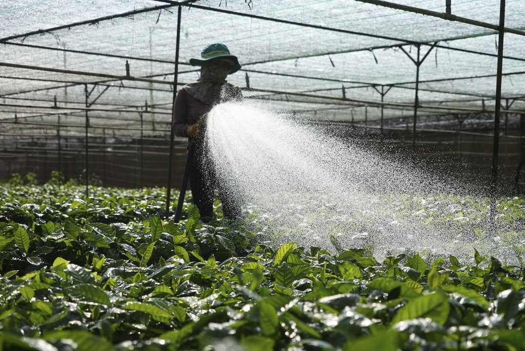 A worker waters coffee seedlings being sown at a nursery in Dak Lak Province, Vietnam, February 1, 2024.
