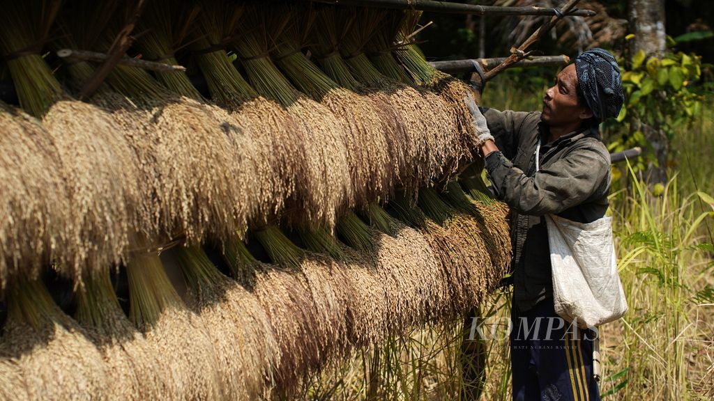 Kasman mengikat gabah dalam panen padi huma di Desa Kanekes, Kecamatan Leuwidamar, Kabupaten Lebak, Banten, Kamis (16/3/2023). Kasman dan keluarganya mengumpulkan 66 ikat padi selama enam hari panen. 