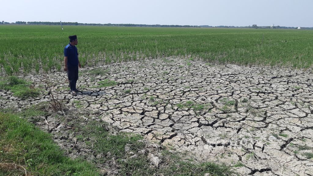 Aparat desa menunjukkan sawah yang kekeringan di Desa Suranenggala, Kecamatan Suranenggala, Kabupaten Cirebon, Jawa Barat, Jumat (23/8/2024). Sekitar 200 hektar sawah di area itu terdampak kekeringan. Bahkan, menurut warga, sudah ada 3 hektar sawah gagal panen.