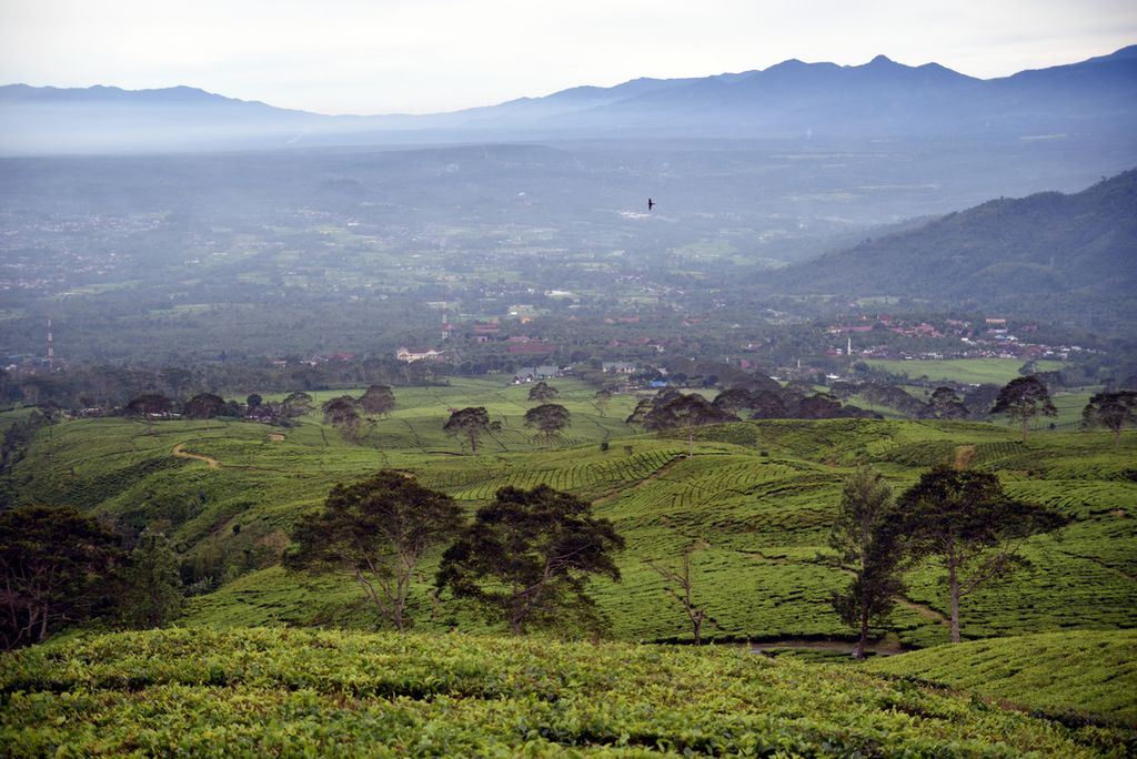 Suasana kebun teh kaki Gunung Dempo dan pemandangan Kota Pagar Alam dari kejauhan di Sumatera Selatan, Kamis (15/3/2018). 