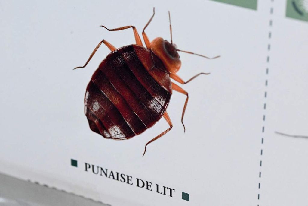 Foto sebuah kutu busuk yang dipajang di sebuah toko pestisida, Hygiene Premium, di Paris, Perancis, Selasa (3/10/2023). 