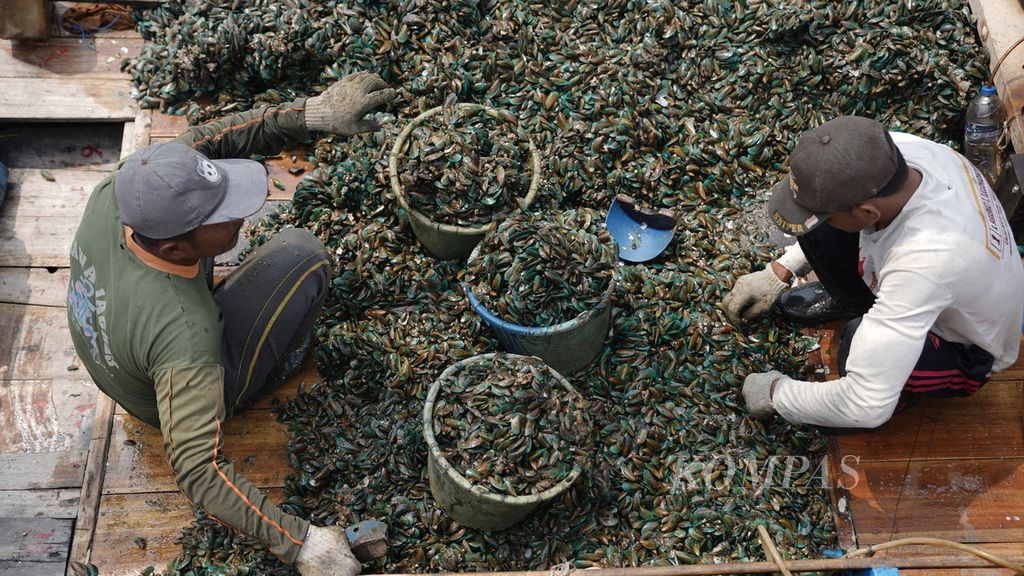 Nelayan mengumpulkan hasil panen kerang hijau di perkampungan nelayan di Dermaga Ujung RT 006 RW 022 Kelurahan Pluit, Kecamatan Penjaringan, Jakarta Utara, Kamis (13/7/2023). 