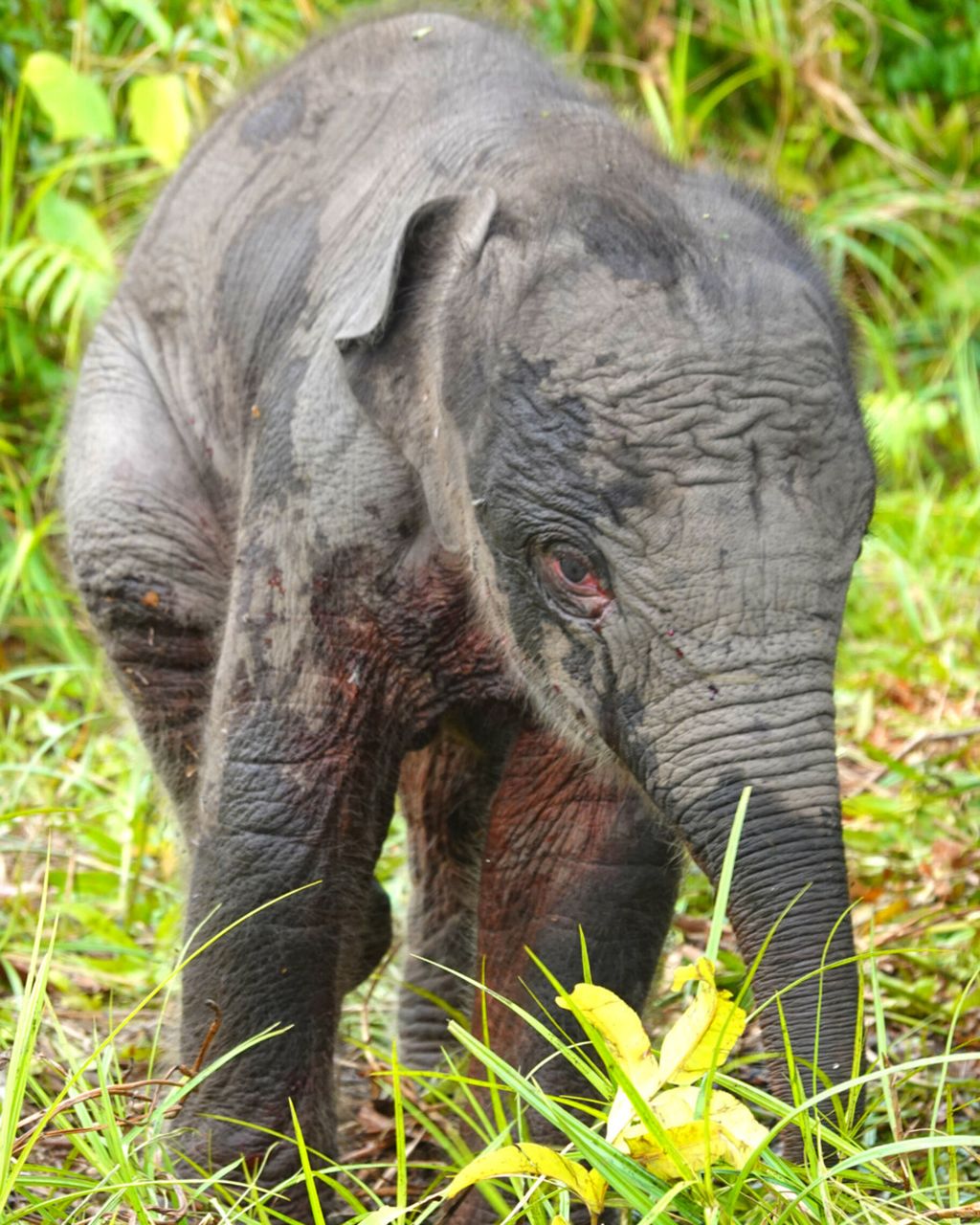 Seekor gajah sumatera (<i>Elephas maximus sumatranus</i>) berjenis kelamin betina lahir di Pusat Pelatihan Gajah (PLG) Jalur 21 Padang Sugihan, Kabupaten Kabupaten Ogan Komering Ilir, Sumatera Selatan, Rabu (13/7/2022). Ini merupakan kelahiran pertama di tahun 2022. Dengan begitu, ada 28 ekor gajah jinak yang berada di kawasan Suaka Margasatwa Padang Sugihan. 