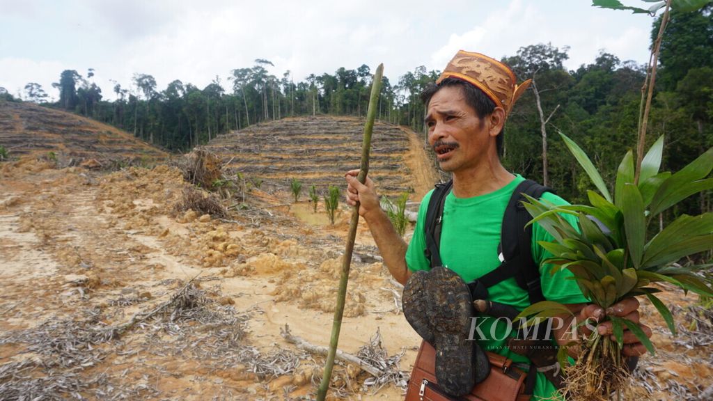 Berkat Arus, Ketua BPD Desa Kinipan, membawa tanaman obat di lokasi yang dibuka perusahaan kebun sawit di Lamandau, Kalimantan Tengah, Minggu (20/1/2019). Mereka meratapi bekas rimba hilang digusur sawit.