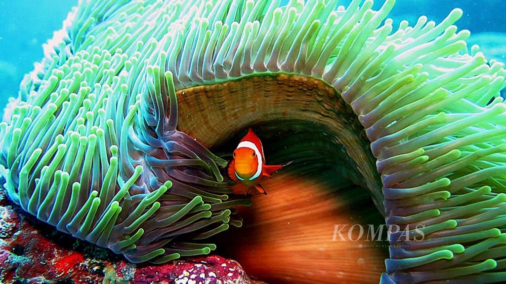 Seekor ikan badut atau ikan anemon (<i>Amphiprion sp</i>) bermain di rumah-nya yang berupa anemon di titik selam Hoga Channel di Wakatobi, Sulawesi Tenggara, Selasa (11/4/2017). 