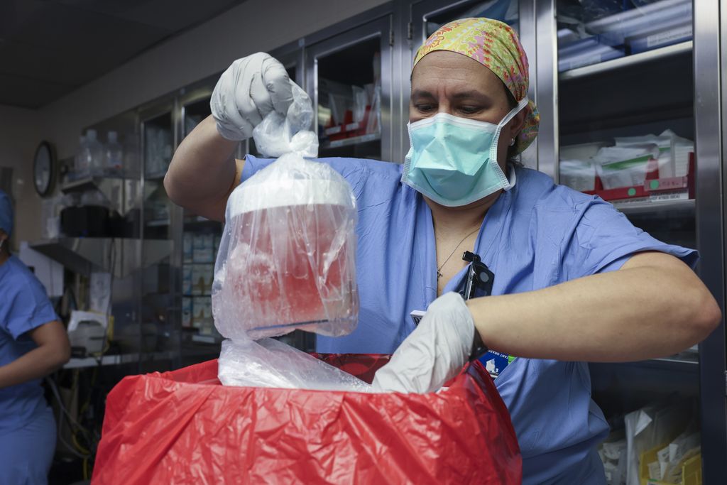 Perawat mempersiapkan ginjal babi untuk dicangkokkan ke pasien manula di rumah sakit Massachusetts, Amerika Serikat, pada Sabtu (16/3/2024).