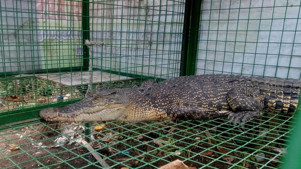 Seekor buaya muara (<i>Crocodylus porosus</i>) dengan panjang hampir 2 meter yang berhasil dievakuasi dari sungai di Desa Janti, Kecamatan Wates, Kabupaten Kediri, Jawa Timur, Rabu (23/2/2022), kini tengah berada di kandang transit Resor Konservasi BBKSDA Jawa Timur Wilayah I Kediri.