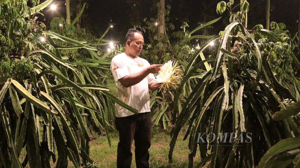 Edy Purwoko (44), petani buah naga asal Desa Bulurejo, Kecamatan Purwoharjo, Kabupaten Banyuwangi, Rabu (14/06/2021) , tampak meneliti kebun buah naga miliknya. Satu hektar lahan buah naga, butuh sekitar 1200 lampu.