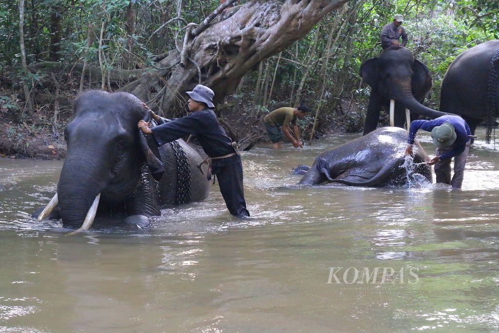 Sejumlah <i>mahout</i> (pawang) memandikan gajah-gajah jinak di sebuah sungai dekat Posko Elephant Response Unit Tegal Yoso, Taman Nasional Way Kambas, Lampung Timur, Rabu (16/3/2016). Gajah-gajah tersebut merupakan gajah patroli yang bertugas menggiring gajah liar agar tidak memasuki perkampungan dan perladangan milik warga.
