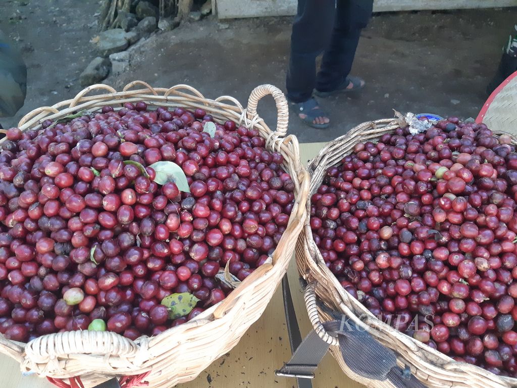 Kopi petik merah hasil panen di Pekon Kembahang, Kecamatan Batu Brak, Kabupaten Lampung Barat, Lampung, Selasa (12/7/2024).