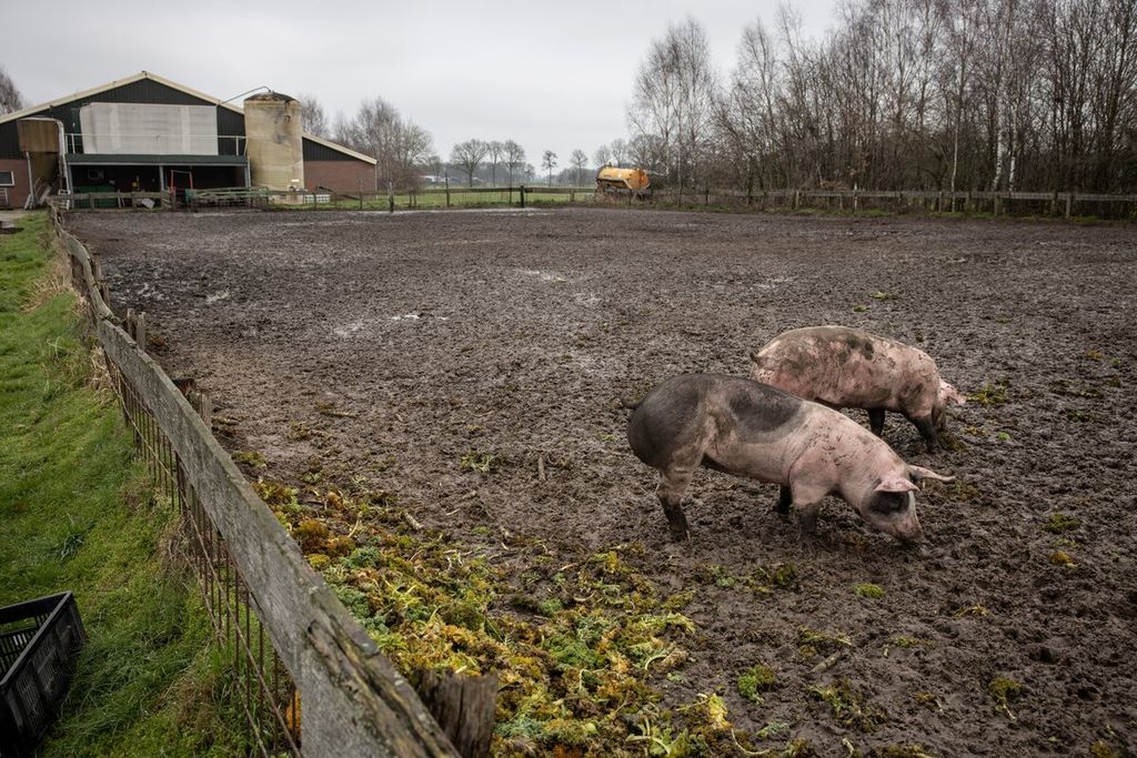 Foto yang diambil pada 9 Maret 2023 memperlihatkan peternakan babi milik Erik Stegink, Presiden BBB. Petani dan peternak merasa kebijakan hijau pemerintahan PM Mark Rutte mengambinghitamkan pupuk dan rencana penutupan peternakan tidak bisa diterima. 