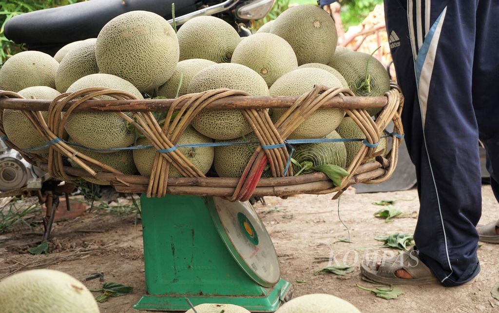 Petani menimbang melon sebelum dijual kepada pengepul di Desa Rantau Indah, Kecamatan Dendang, Tanjung Jabung Timur, Jambi, Jumat (21/10/2022). Hasil melon optimal meningkatkan kesejahteraan petani. Harganya stabil Rp 7.000 per kilogram. Setiap kali panen, pendapatan bersih petani mencapai Rp 83 juta per hektar.