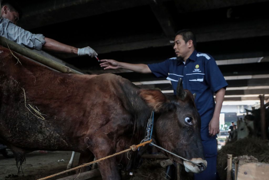 Petugas mengambil sampel darah sapi di tempat penampungan hewan kurban di kawasan Sungai Bambu, Jakarta Utara, Rabu (21/6/2023).
