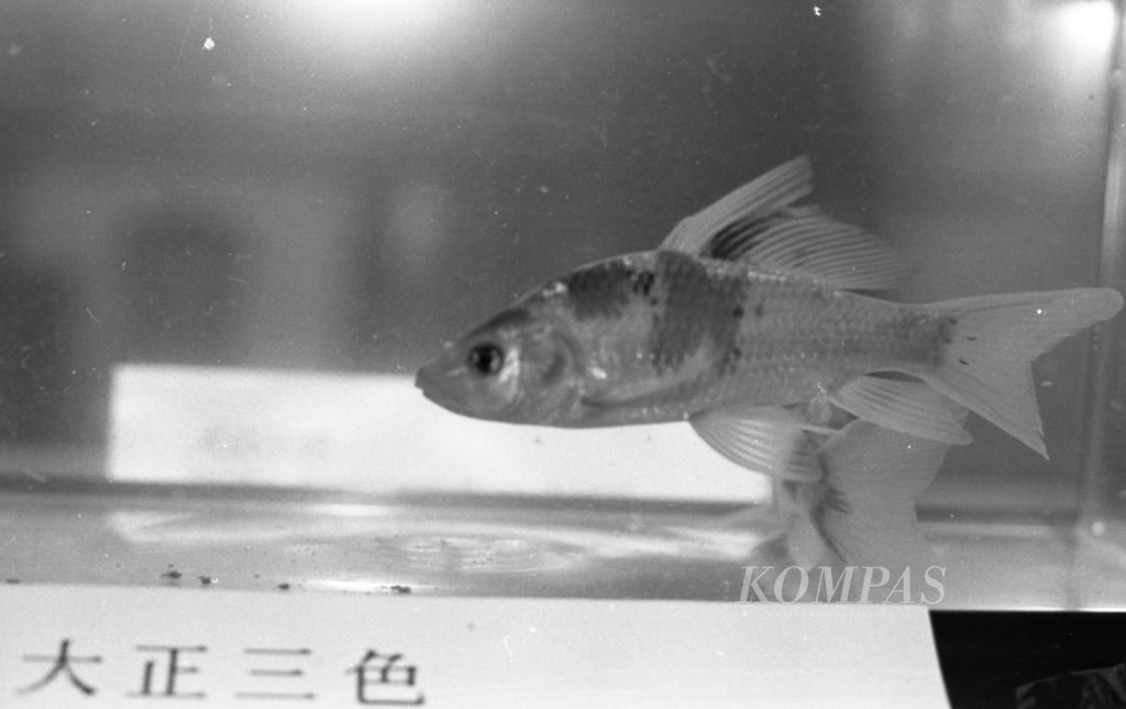 Ikan hasil persilangan antara ikan karper Jepang atau koi dan ikan mas Indonesia ras Kumpay, yang diciptakan atas prakarsa Kaisar Akihito. 
