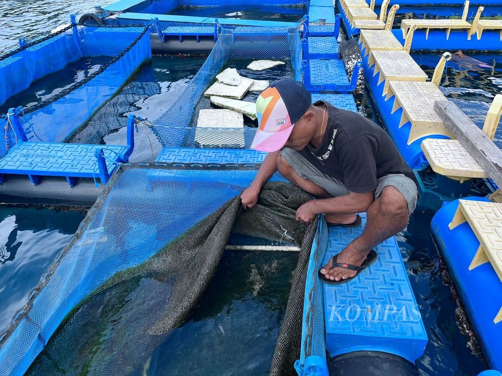 Ketua Pokdakan Lalose Jusuf Tanamal menarik jaring budidaya lobster di keramba miliknya di Teluk Ambon, Kamis (1/2/2024)