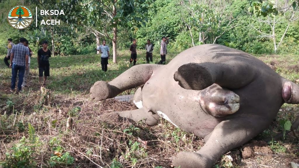 Bangkai gajah liar yang mati di perkebunan warga Desa Karang Ampar, Kecamatan Ketol, Kabupaten Aceh Tengah, Provinsi Aceh, Jumat (9/6/2023). Gajah itu mati karena keracunan.