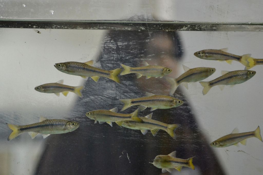 Sejumlah indukan ikan Wader Pari (<i>Rasbora lateristriata</i>) di Laboratorium Histologi Fakultas Biologi Universitas Gadjah Mada, Sleman, DI Yogyakarta, Selasa (4/2/2020). Ikan air tawar tersebut saat ini banyak dieksploitasi secara masif di alam karena tingginya permintaan pasar. Peneliti UGM yang tergabung dalam Aquatic Research Group mengembangkan strategi budidaya ikan wader pari serta menciptakan alat untuk membantu proses pemijahan ikan tersebut agar reproduksi ikan tersebut bisa berlangsung setiap dua minggu sekali sehingga kelestariannya bisa terjaga.