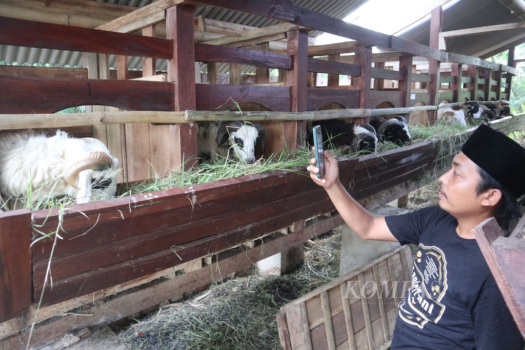 Muhammad Shobirin merekam dombanya di Santri Tani Farm, Desa Sampih, Kecamatan Susukanlebak, Kabupaten Cirebon, Jawa Barat, Senin (4/7/2022). Untuk mengantisipasi penyebaran penyakit mulut dan kuku, Santri Tani Farm menjual ternak kurban via media sosial.