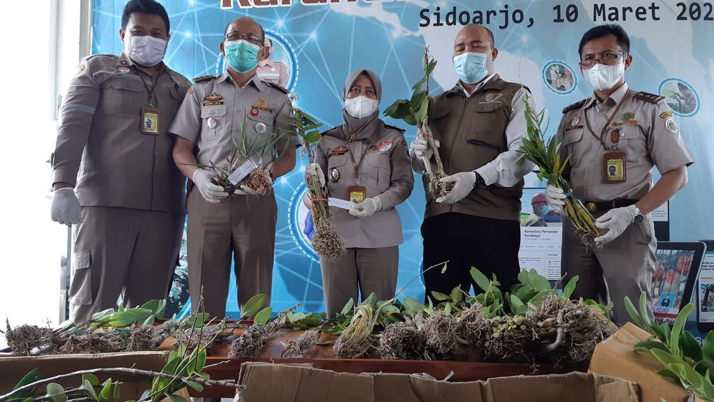 Karantina Pertanian Surabaya menyita ratusan tanaman anggrek asal Papua yang diperdagangkan secara ilegal, Kamis (10/3/2022).