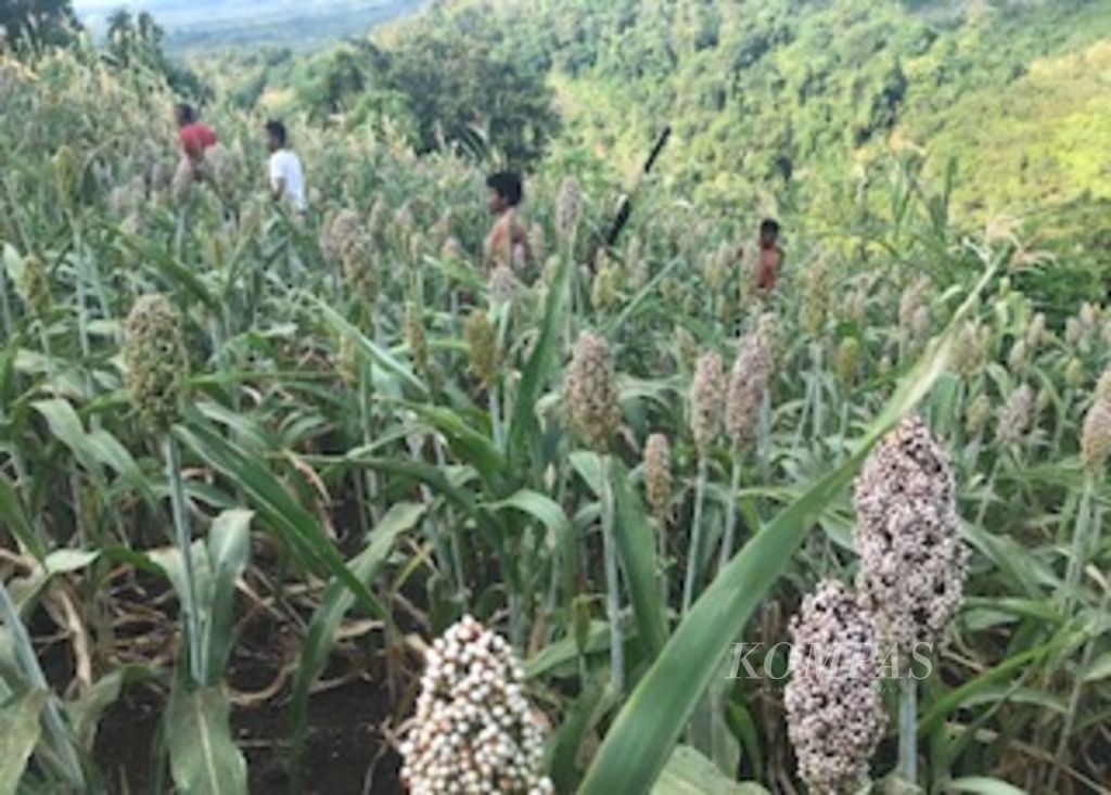 Warga di Desa Kimakamak, Kecamatan Adonara Barat, Flores Timur, Nusa Tenggara Timur, mengecek tanaman sorgum mereka. Mereka mulai kembali menanam sorgum. 