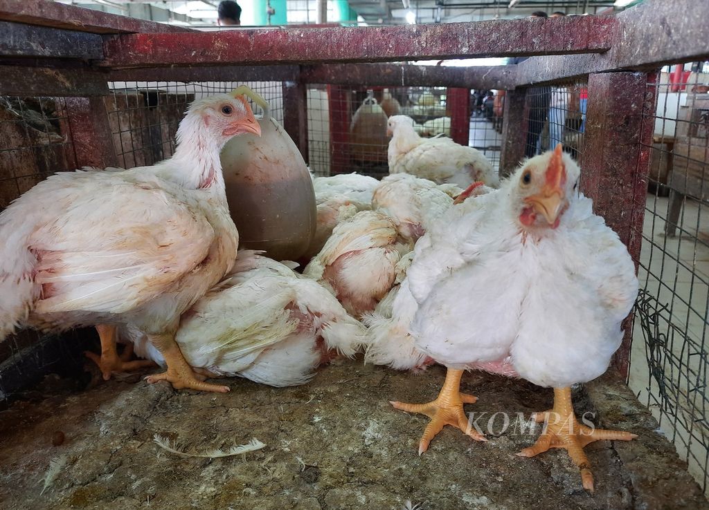 Ayam broiler yang dijual di Pasar Raya Padang, Kota Padang, Sumatera Barat, Selasa (29/3/2022). Kelangkaan biosolar membuat distribusi ayam broiler tersendat dan memicu kenaikan harga. Harga ayam broiler naik dari Rp 28.000 per kg menjadi Rp 30.000-32.000 per kg sejak empat hari lalu.