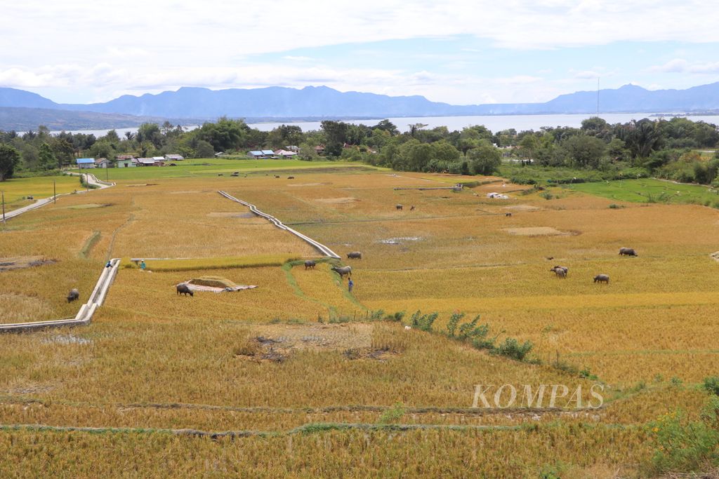 Petani memanen padi di hamparan sawah di tepi Danau Toba di Kecamatan Balige, Kabupaten Toba, Sumatera Utara, Sabtu (30/7/2022).