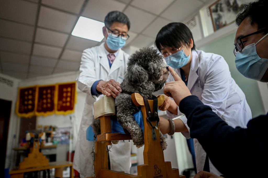 Dokter hewan Li Wen dan asistennya menempatkan seekor anjing sebelum perawatan akupunktur dan moksibusi di sebuah klinik hewan di Beijing, China, Selasa (12/4/2022).
