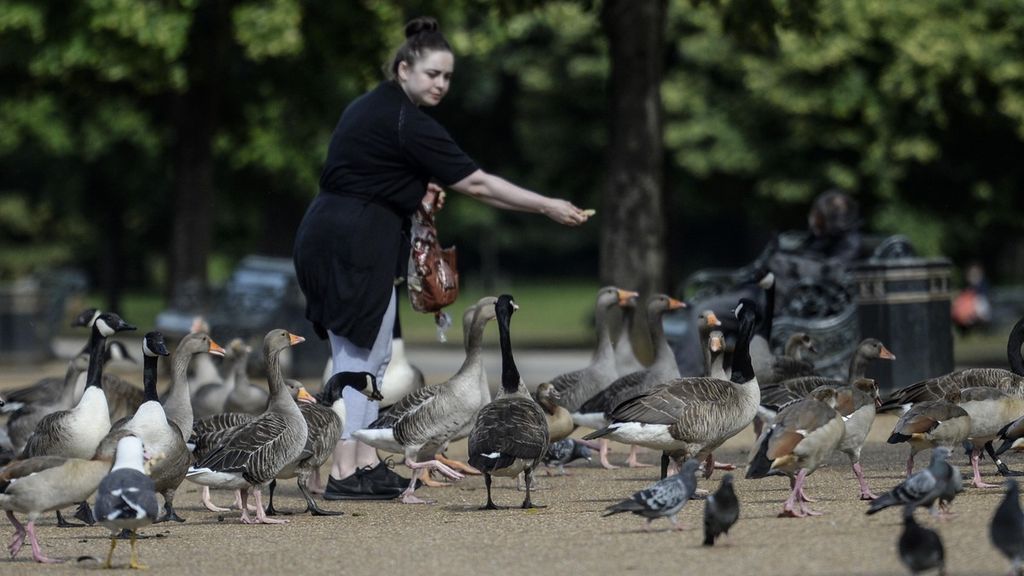 Seorang warga sedang berbagi makanan dengan angsa-angsa liar di Hyde Park, London.