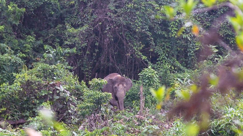 Kawanan gajah sumatera (<i>Elephas maximus sumatranus</i>) melintasi semak belukar di Desa Pemayungan, Kecamatan Sumay, Kabupaten Tebo, Jambi, Jumat (14/2/2020). Kawanan gajah itu kian terdesak oleh berbagai aktivitas manusia dalam hutan. Upaya konservasi mendesak dilakukan demi menghindari kepunahan satwa dilindungi tersebut.