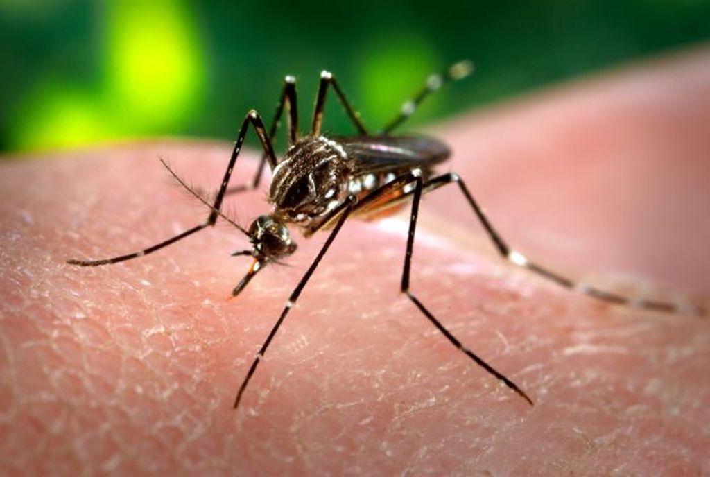 Nyamuk <i>Aedes aegypti</i> menjadi salah satu spesies nyamuk paling berbahaya dan mematikan di bumi.