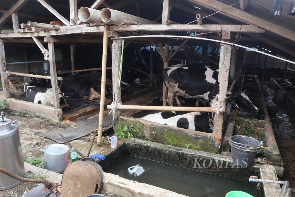 Suasana kandang sapi perah di Kelurahan Cipari, Kecamatan Cigugur, Kabupaten Kuningan, Jawa Barat, Rabu (15/6/2022). Hingga Selasa (14/6), sebanyak 1.667 ekor sapi di Kuningan terpapar PMK. Sebanyak 47 ekor di antaranya mati akibat PMK.
