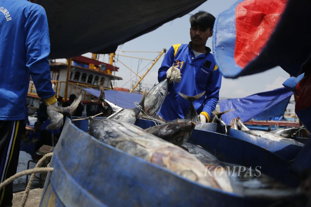 Pekerja sedang mengeluarkan ikan dari lambung kapal, hasil tangkapan dari perairan di sekitar Pulau Sumatera, di Pelabuhan Perikanan Samudera Nizam Zachman, Muara Baru, Jakarta, Sabtu (11/3/2023). Pemerintah memproyeksikan capaian penerimaan negara bukan pajak atau PNBP sektor perikanan tangkap tahun ini berkisar Rp 2 triliun atau di bawah target sebesar Rp 3,5 triliun.