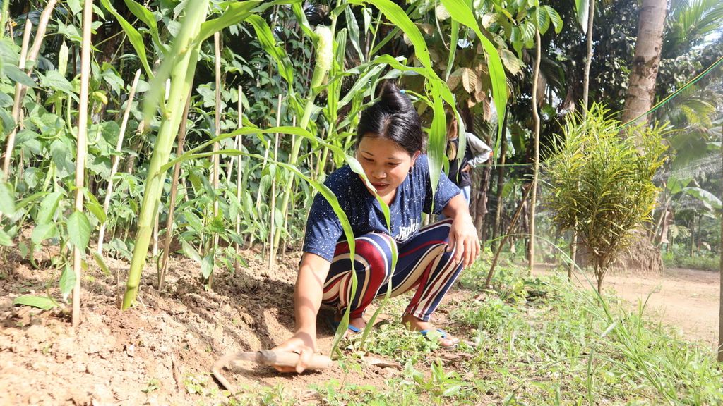 Seorang warga mengarit rumput di sekitar kebun sayuran di RT 010  Dusun II Bengayoan, Desa Rantau Langsat, Kecamatan Batang Gansal, Kabupaten Indragiri Hulu, Riau, Kamis (28/7/2022).