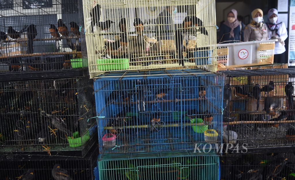 Barang bukti berupa beberapa jenis burung dihadirkan saat rilis penggagalan penyelundupan burung asal Kalimantan Tengah di Kantor Karantina Pertanian Surabaya, Kota Surabaya, Jawa Timur, Rabu (12/1/2022).