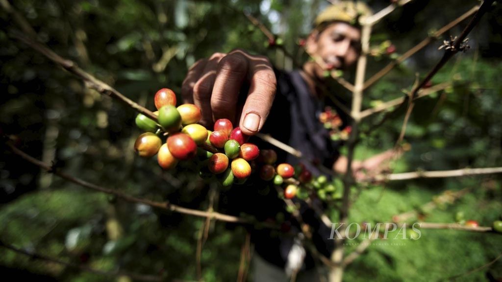 Ayi Sutedja (52) memetik biji kopi matang di lahan perkebunan kopi di hutan lindung Gunung Puntang, Kabupaten Bandung, Jawa Barat, Jumat (16/6/2017). Kopi Puntang dinobatkan sebagai kopi terbaik di dunia tahun 2016.