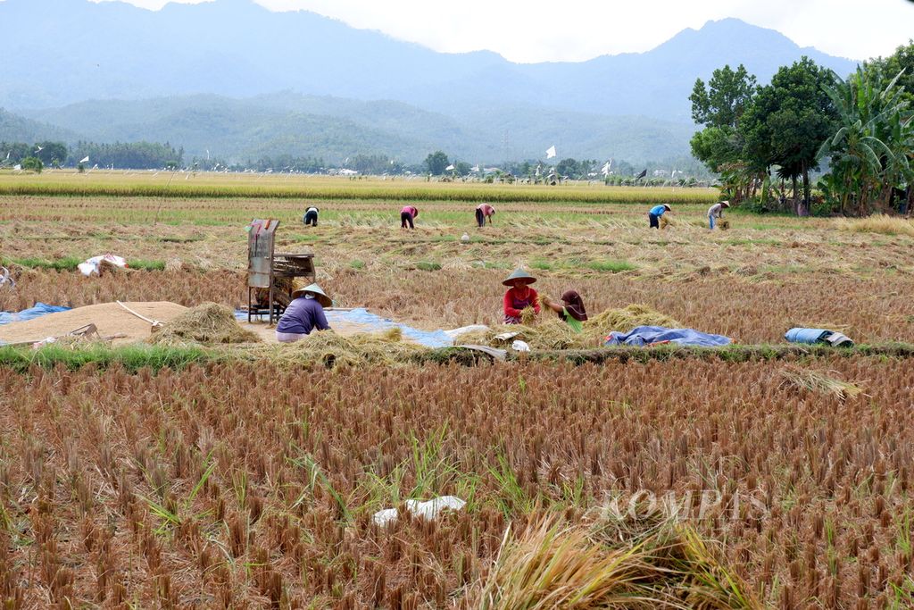 Para petani memanen padi di daerah Tanjung, Kabupaten Lombok Utara, Nusa Tenggara Barat, Rabu (11/11/2020).