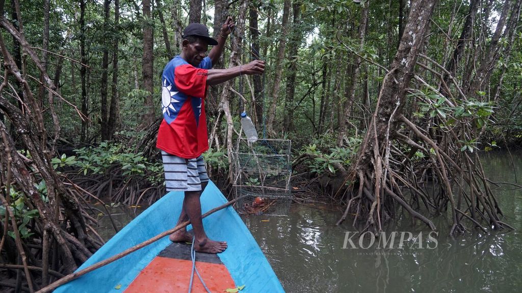 Nelayan memasang jebakan untuk menangkap kepiting bakau, atau yang disebut karaka oleh warga setempat di kawasan hutan mangrove Teluk Arguni, Kabupaten Kaimana, Papua Barat, Kamis (15/6/2023).