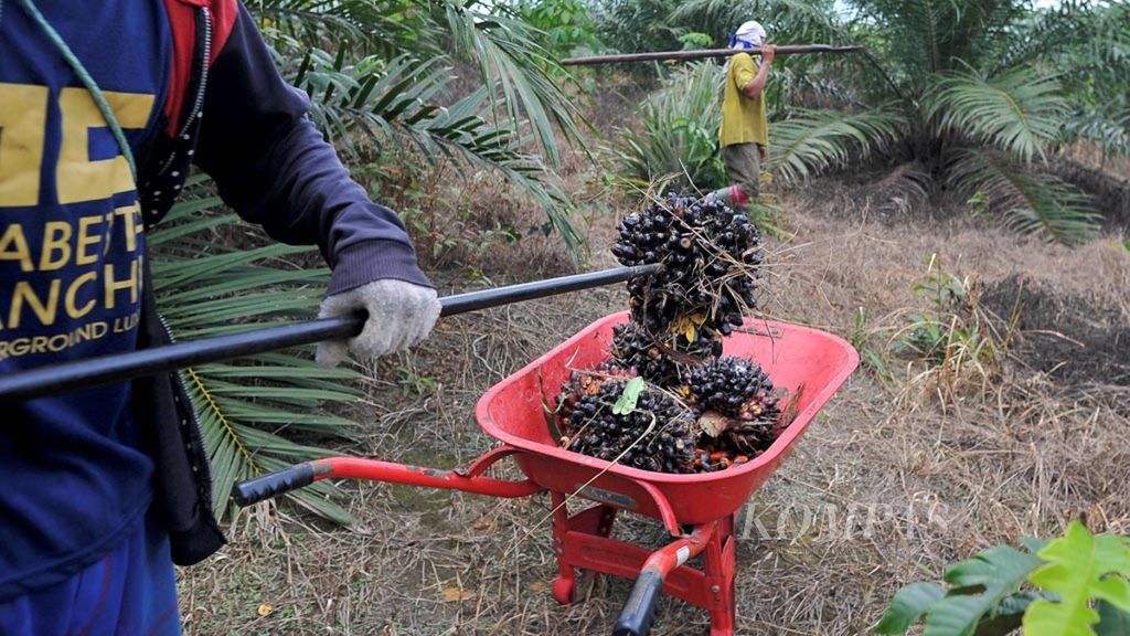 Petani mengumpulkan kelapa sawit yang telah dipetik di salah satu perkebunan kelapa sawit Desa Namang, Kecamatan Namang, Kabupaten Bangka Tengah, Bangka Belitung, beberapa waktu lalu.