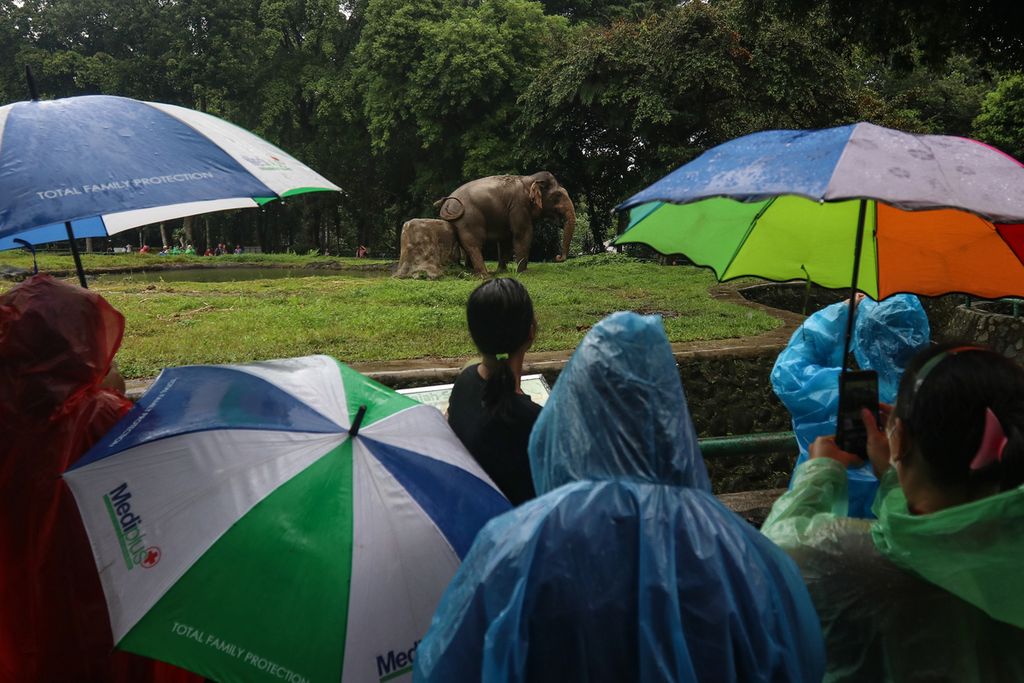 In rainy weather, visitors are still enthusiastic about seeing elephants at the Ragunan Zoo, South Jakarta, Wednesday (28/12/2022).