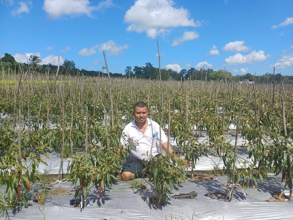 Daniel Aluman (55), an integrated farmer in Fatukoa Village, Kupang City, NTT, among chili plants that are infested with "flea hoppers." A 2-hectare chili field is at risk of crop failure due to the pest infestation.