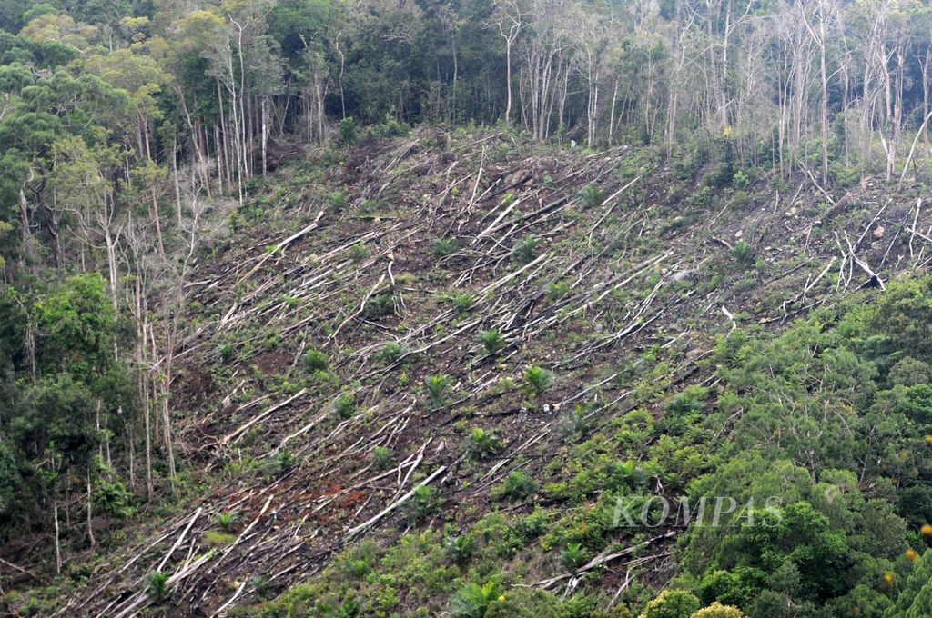 Bekas tebangan pohon yang masih tersisa karena pembukaan lahan hutan di kawasan Kabupaten Paser, Kalimantan Timur, Kamis (7/5/2015). Kawasan hutan yang ada terus terancam karena pembukaan lahan hutan menjadi pertambangan atau ladang penduduk.