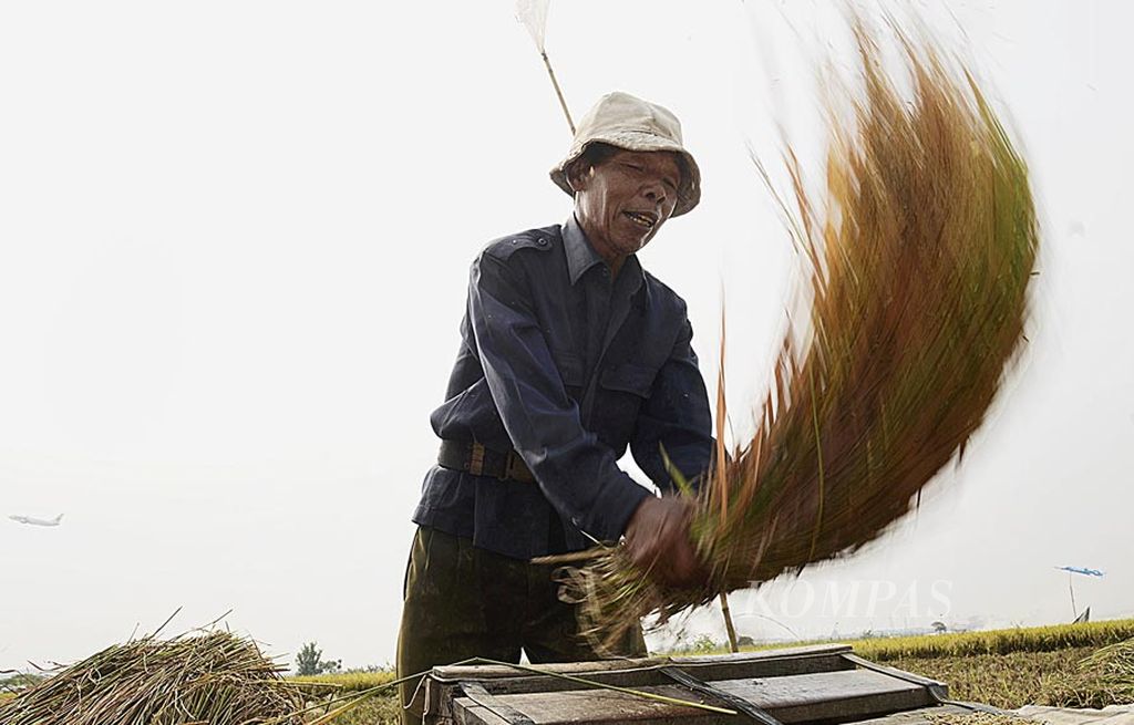 Teguh merontokkan padi di areal persawahan Kecamatan Benda, Kota Tangerang, Banten, Rabu (9/8). Sebagai petani penggarap, Teguh mendapatkan 50 persen dari hasil panen dan 50 persen lainnya untuk pemilik lahan. Dalam kebijakan di bidang pertanian, pemerintah dinilai masih mengedepankan hal-hal terkait produksi, bukan petani.